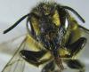 Megachile ericetorum
